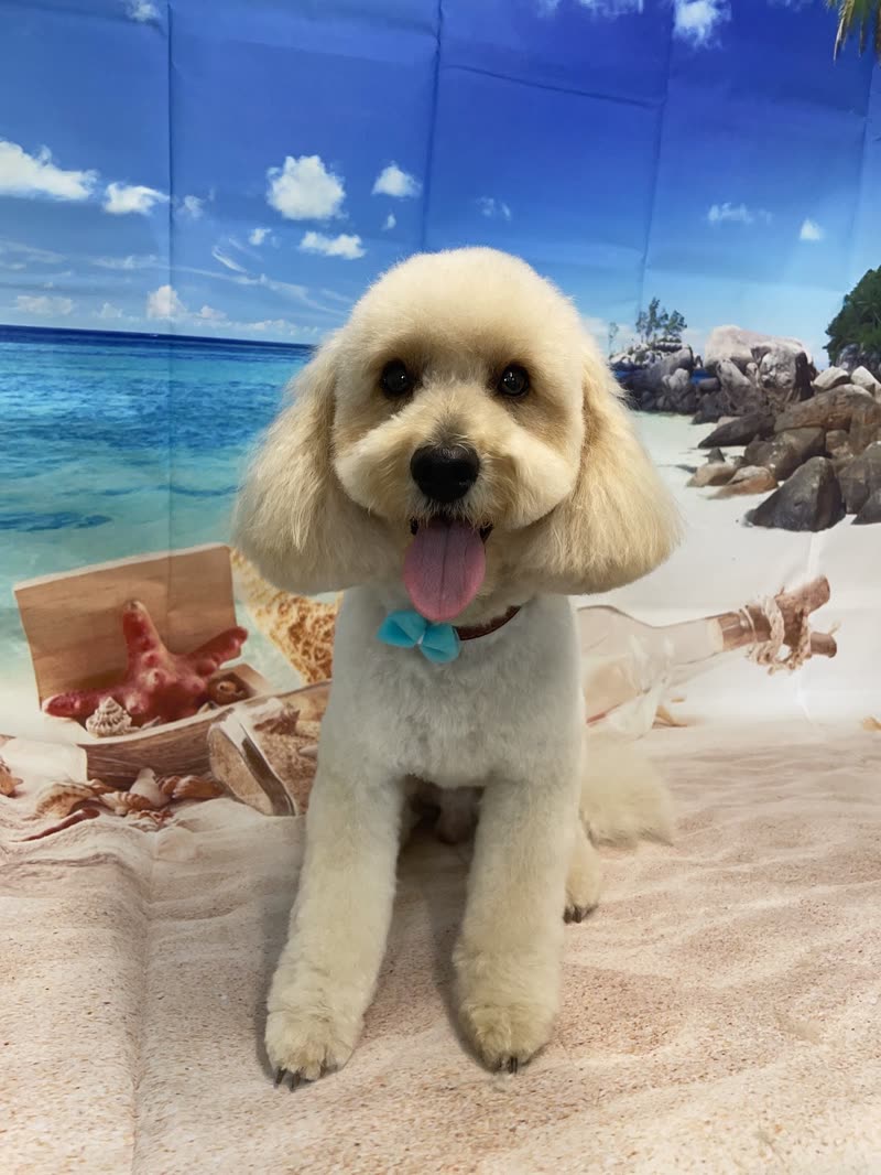 A freshly groomed cream poodle on the salon's painted beach backdrop with its bandana bow