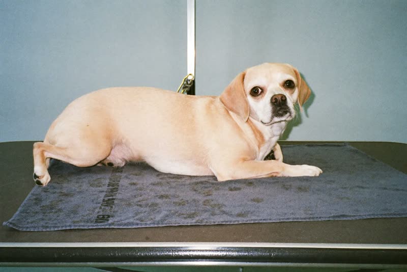 A relaxed dog resting on a grooming table beside a folded towel