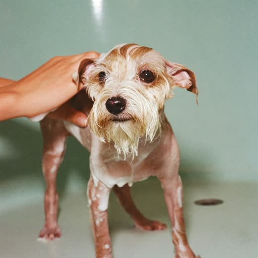 A small dog being bathed and lathered during a groom