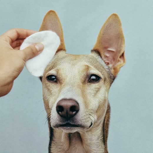 A dog having its ears gently cleaned
